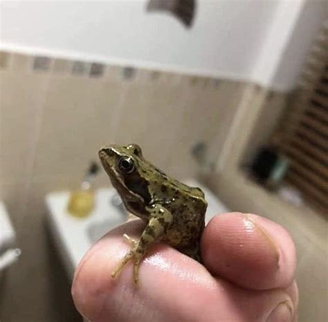 青蛙進家裡
